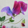 Luktärten Blue Shift  har ett fantastiskt färgspel som skiftar från lila till blått.