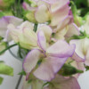 Luktärten ’April in Paris’ har cremevita och blekt lila volanger med stark doft.