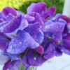 Luktärten Matucana har blålila blommor på ganska korta stjälkar.