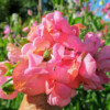 Luktärten Miss Willmott är djupt korallrosa som går mot rent rosa.