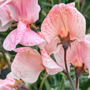 Luktärten ’Shell Pink’